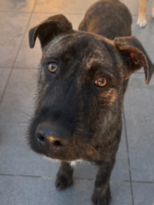 Noel Zorro Dogsavior Jan26 5