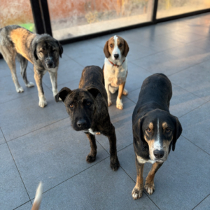 Gemeinsam Verantwortung für Hunde in Not übernehmen