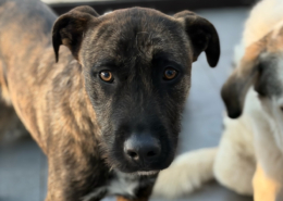 Noel Zorro Dogsavior Jan26 Beitragsbild