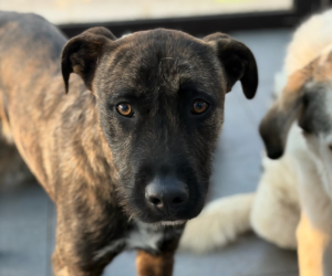 Noel Zorro Dogsavior Jan26 Beitragsbild