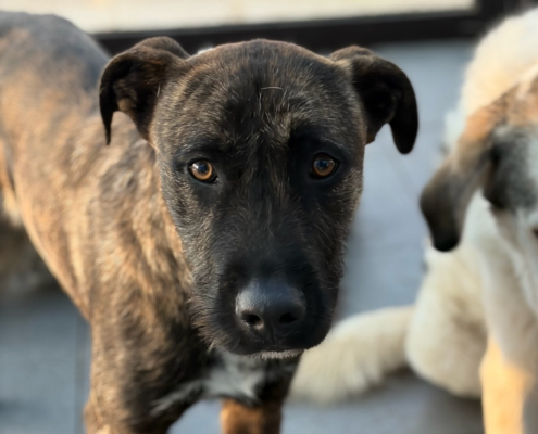 Noel Zorro Dogsavior Jan26 Beitragsbild