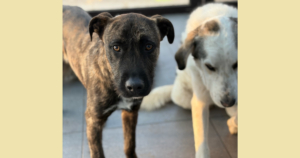 Noel Zorro Dogsavior Jan26 Social Media