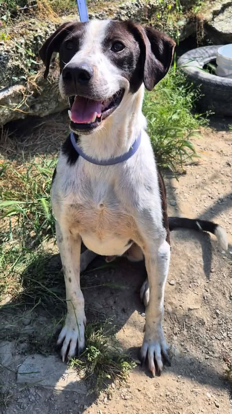Odie Zorro Dogsavior Jun26 2