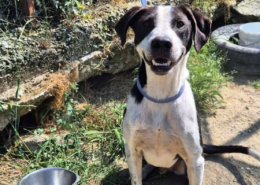 Odie Zorro Dogsavior Jun26 Beitragsbild