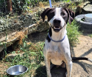 Odie Zorro Dogsavior Jun26 Beitragsbild