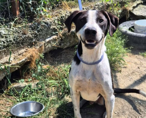 Odie Zorro Dogsavior Jun26 Beitragsbild
