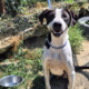 Odie Zorro Dogsavior Jun26 Beitragsbild