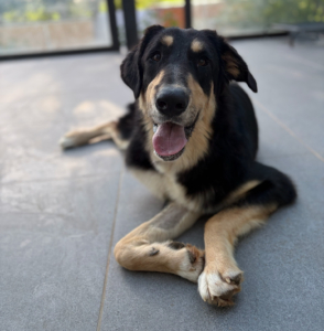 Odin Zorro Dogsavior Jun26 2