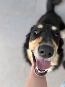 Odin Zorro Dogsavior Jun26 3