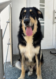 Odin Zorro Dogsavior Jun26 7