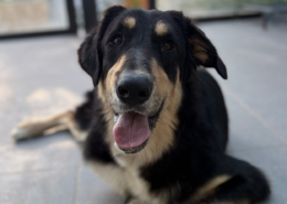 Odin Zorro Dogsavior Jun26 Beitragsbild