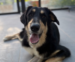 Odin Zorro Dogsavior Jun26 Beitragsbild