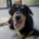 Odin Zorro Dogsavior Jun26 Beitragsbild