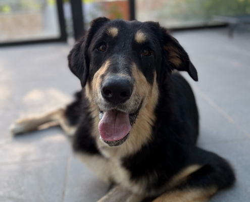 Odin Zorro Dogsavior Jun26 Beitragsbild
