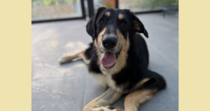 Odin Zorro Dogsavior Jun26 Social Media