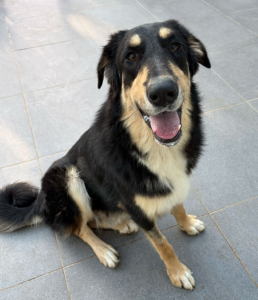 Odin zorro dogsavior jun26 1