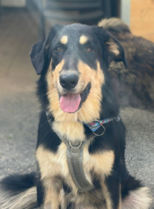 Odin zorro dogsavior jun26 4