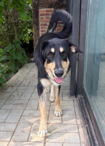 Odin zorro dogsavior jun26 5
