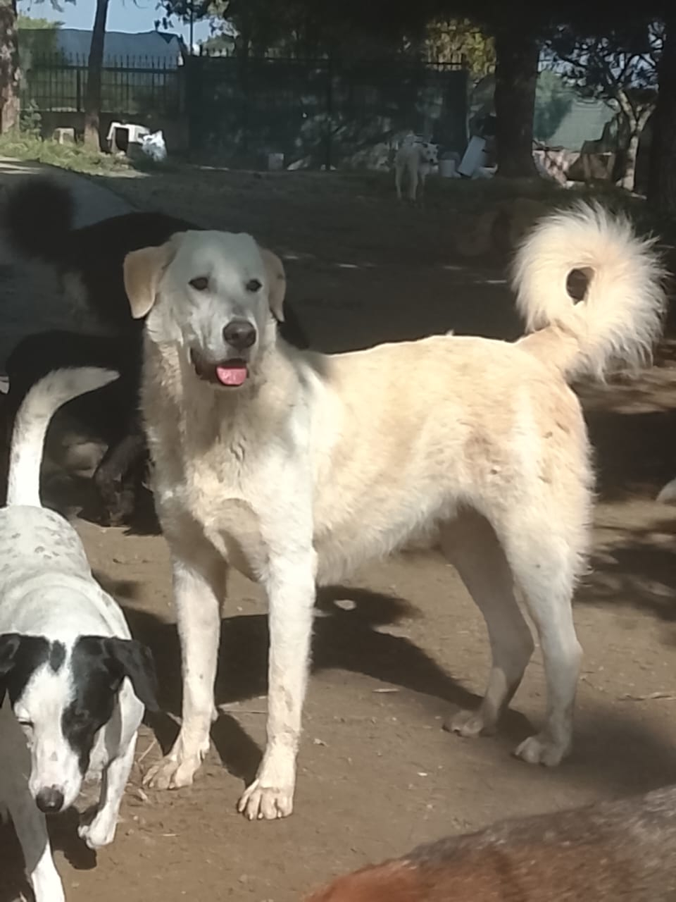 Romao Zorro Dogsavior Aug26 1