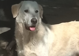 Romao Zorro Dogsavior Aug26 1 Beitragsbild