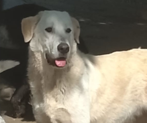Romao Zorro Dogsavior Aug26 1 Beitragsbild