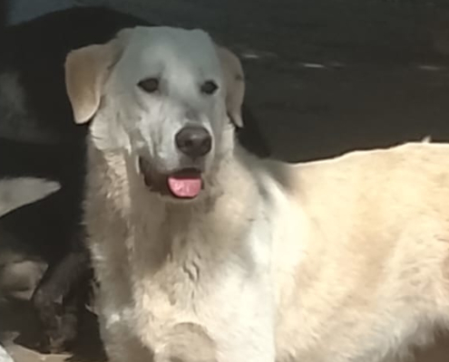 Romao Zorro Dogsavior Aug26 1 Beitragsbild