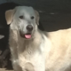 Romao Zorro Dogsavior Aug26 1 Beitragsbild