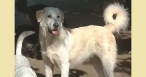 Romao Zorro Dogsavior Aug26 1 Social Media