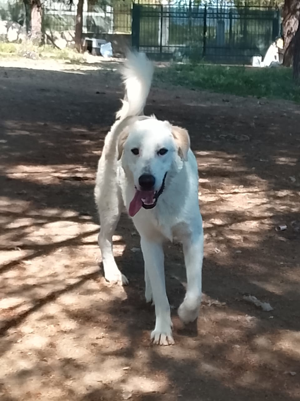 Romao Zorro Dogsavior Aug26 2