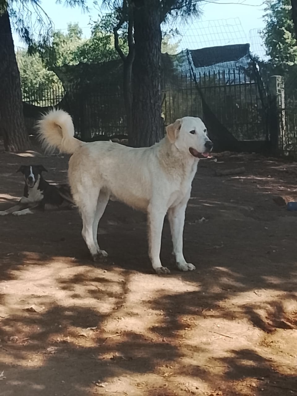 Romao Zorro Dogsavior Aug26 3