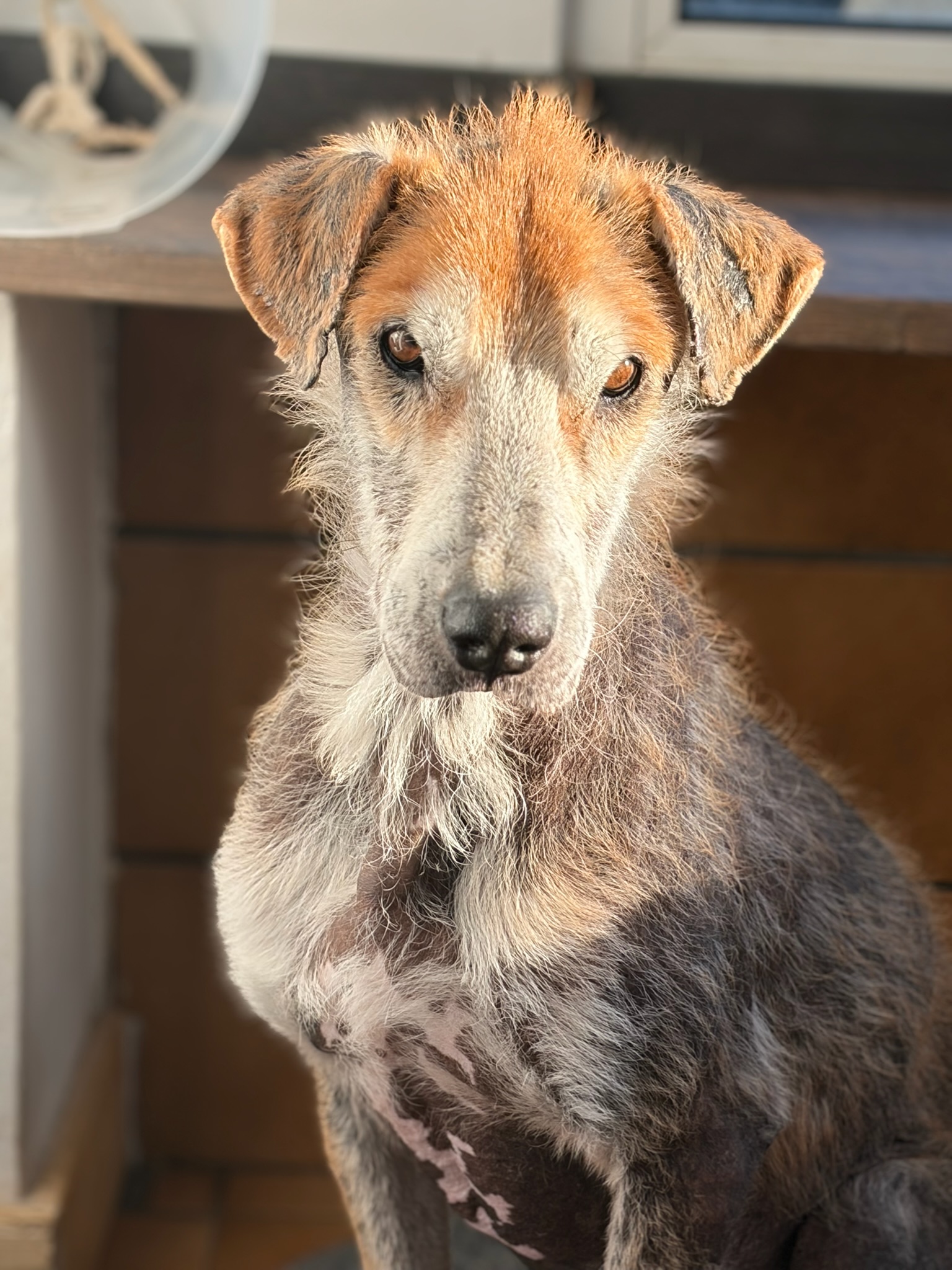 Theodor Zorro Dogsavior Jan26 1