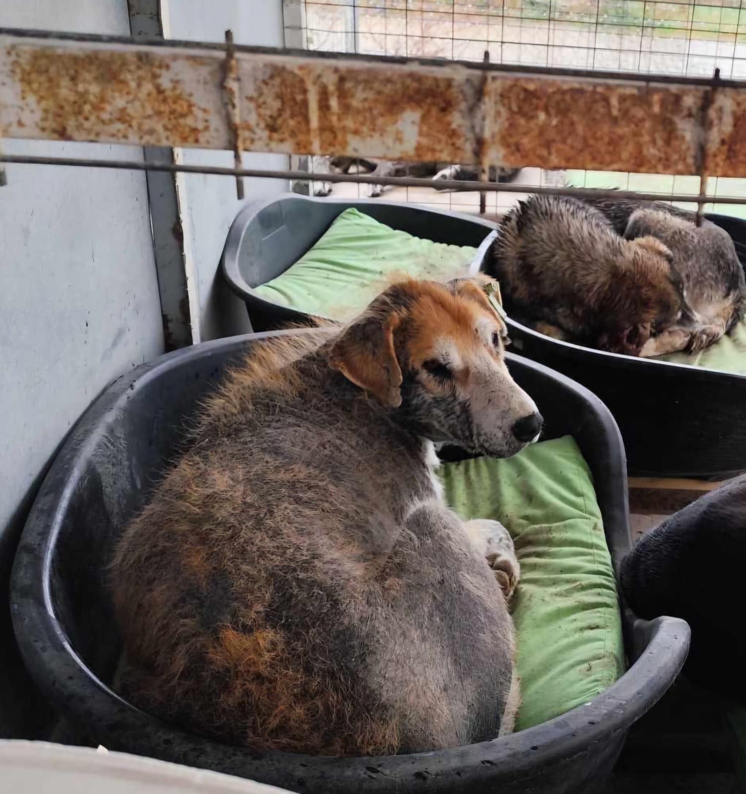 Theodor Zorro Dogsavior Jan26 10