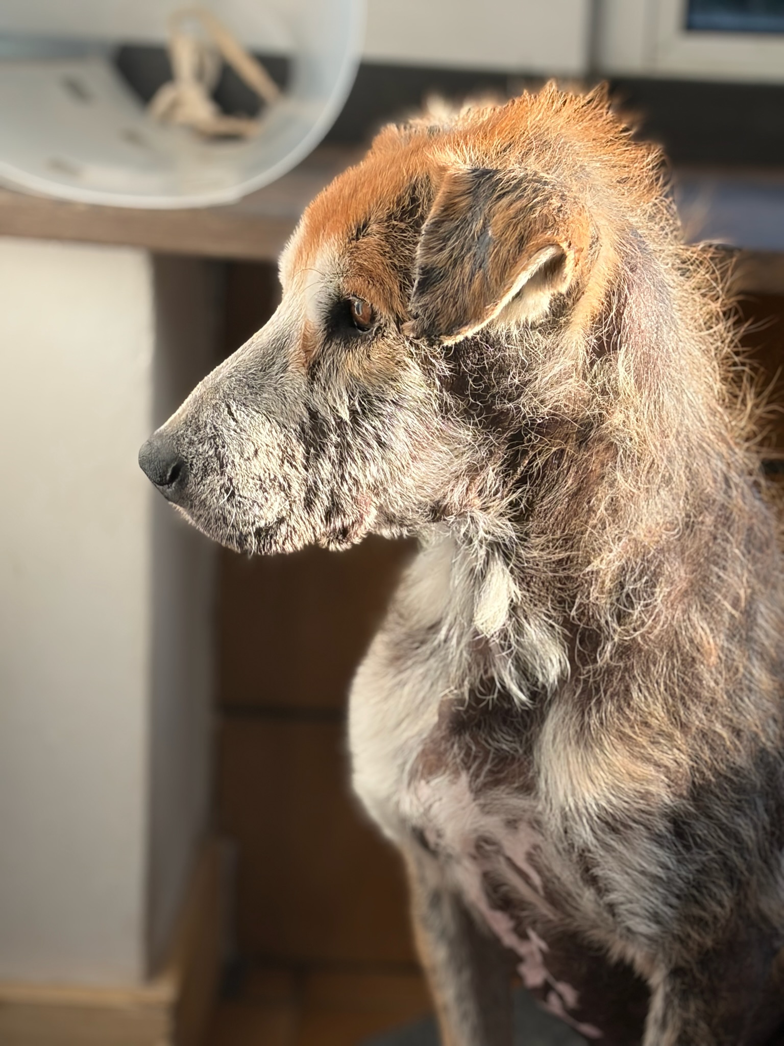 Theodor Zorro Dogsavior Jan26 2