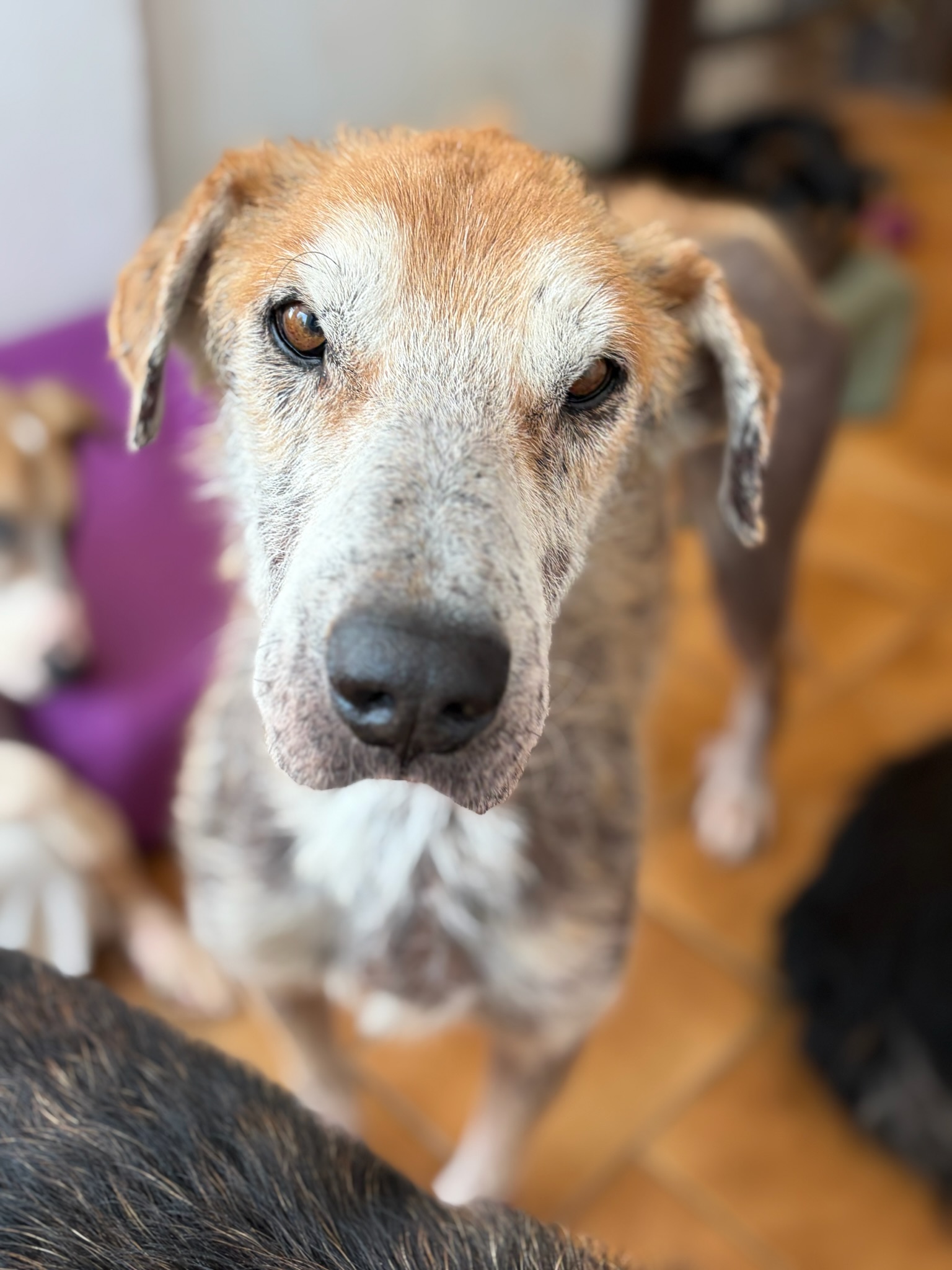 Theodor Zorro Dogsavior Jan26 3