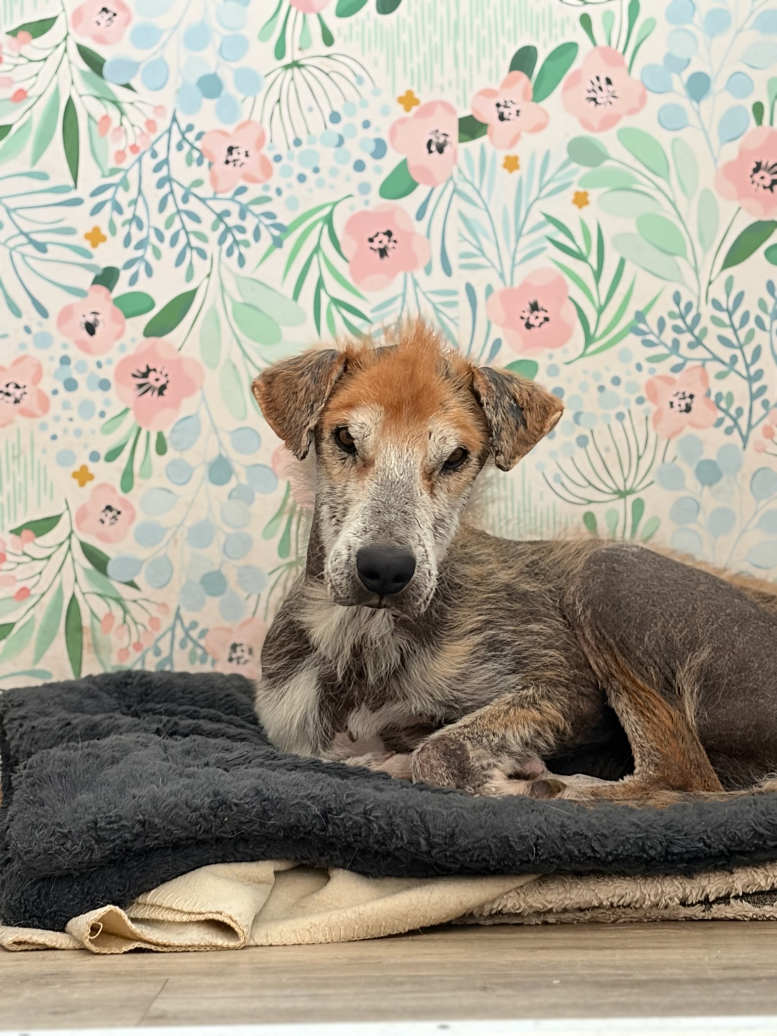 Theodor Zorro Dogsavior Jan26 6