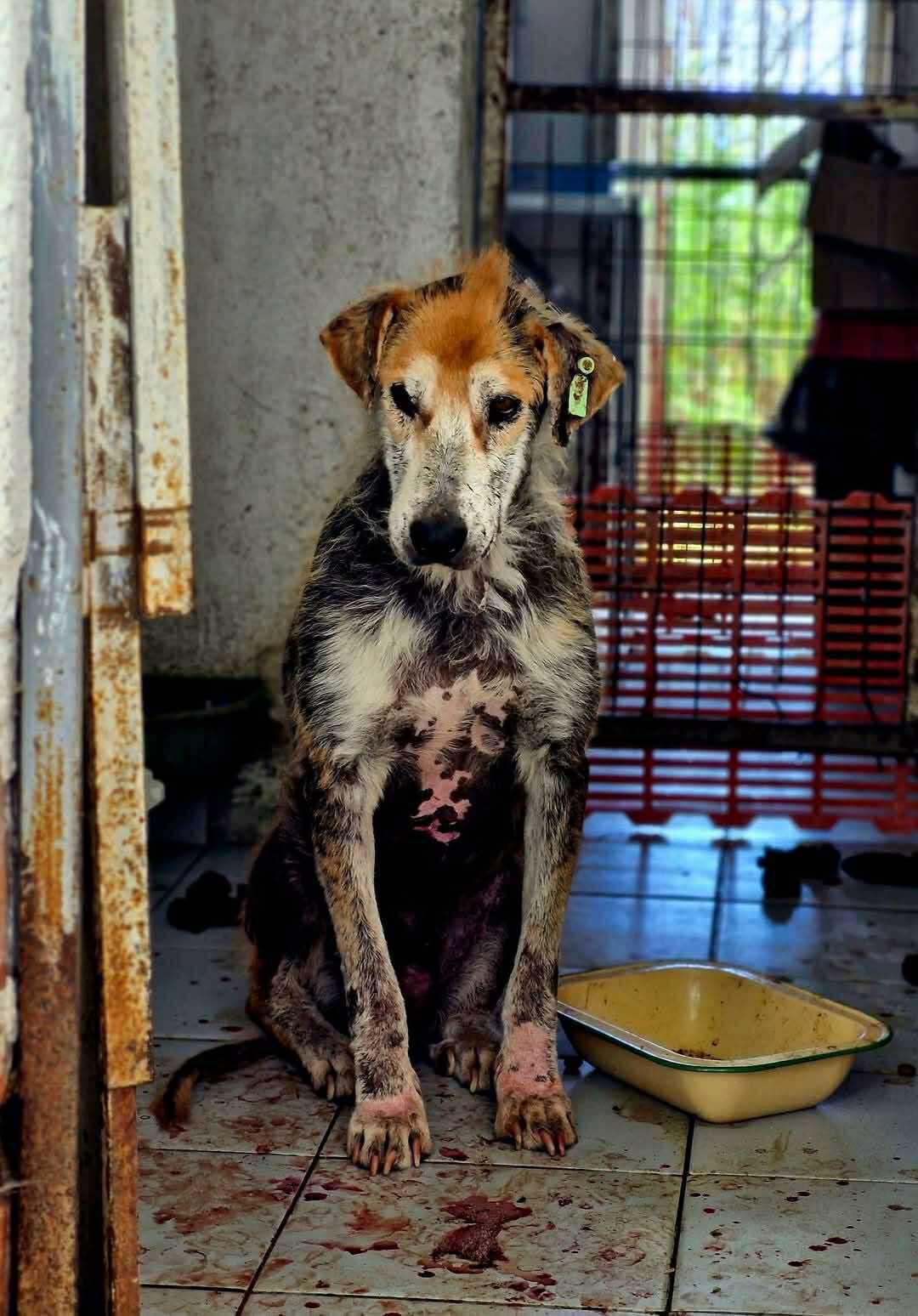 Theodor Zorro Dogsavior Jan26 8