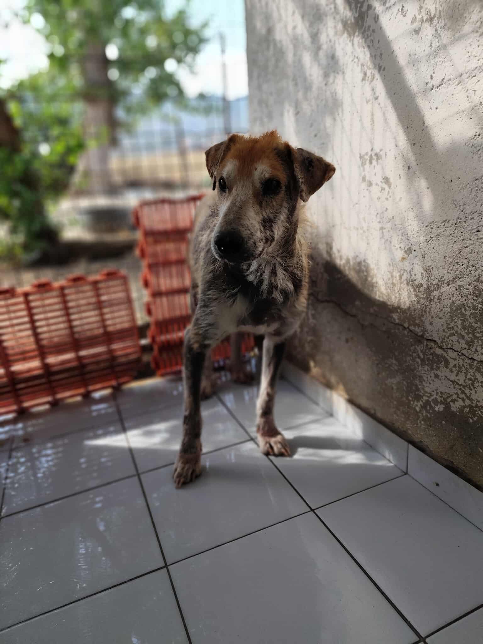 Theodor Zorro Dogsavior Jan26 9