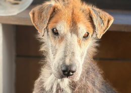 Theodor Zorro Dogsavior Jan26 Beitragsbild