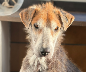 Theodor Zorro Dogsavior Jan26 Beitragsbild