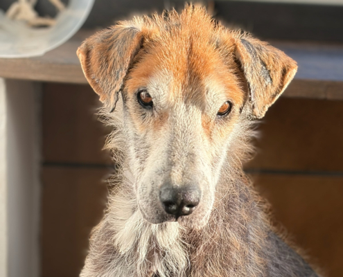 Theodor Zorro Dogsavior Jan26 Beitragsbild