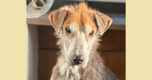 Theodor Zorro Dogsavior Jan26 SocialMedia