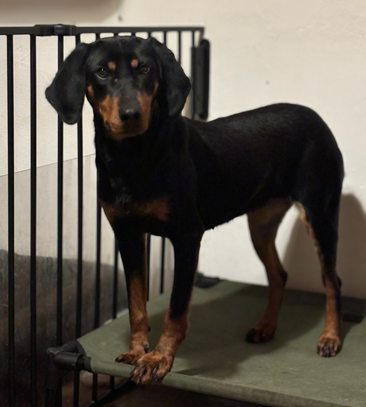 Zara Zorro Dogsavior Jan26 4