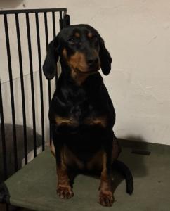 Zara Zorro Dogsavior Jan26 5