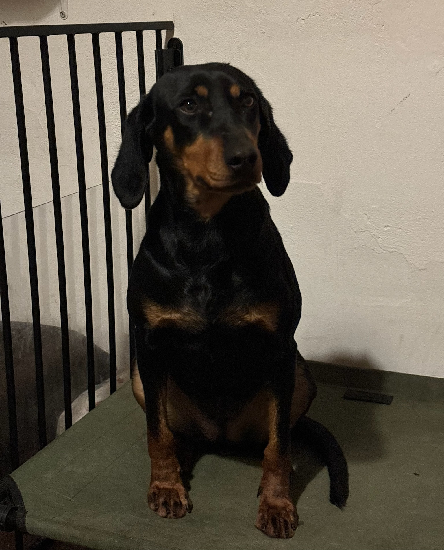 Zara Zorro Dogsavior Jan26 5