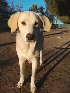 Zelia Zorro Dogsavior Jan26 1