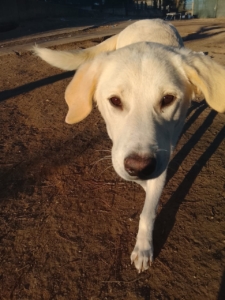 Zelia Zorro Dogsavior Jan26 2