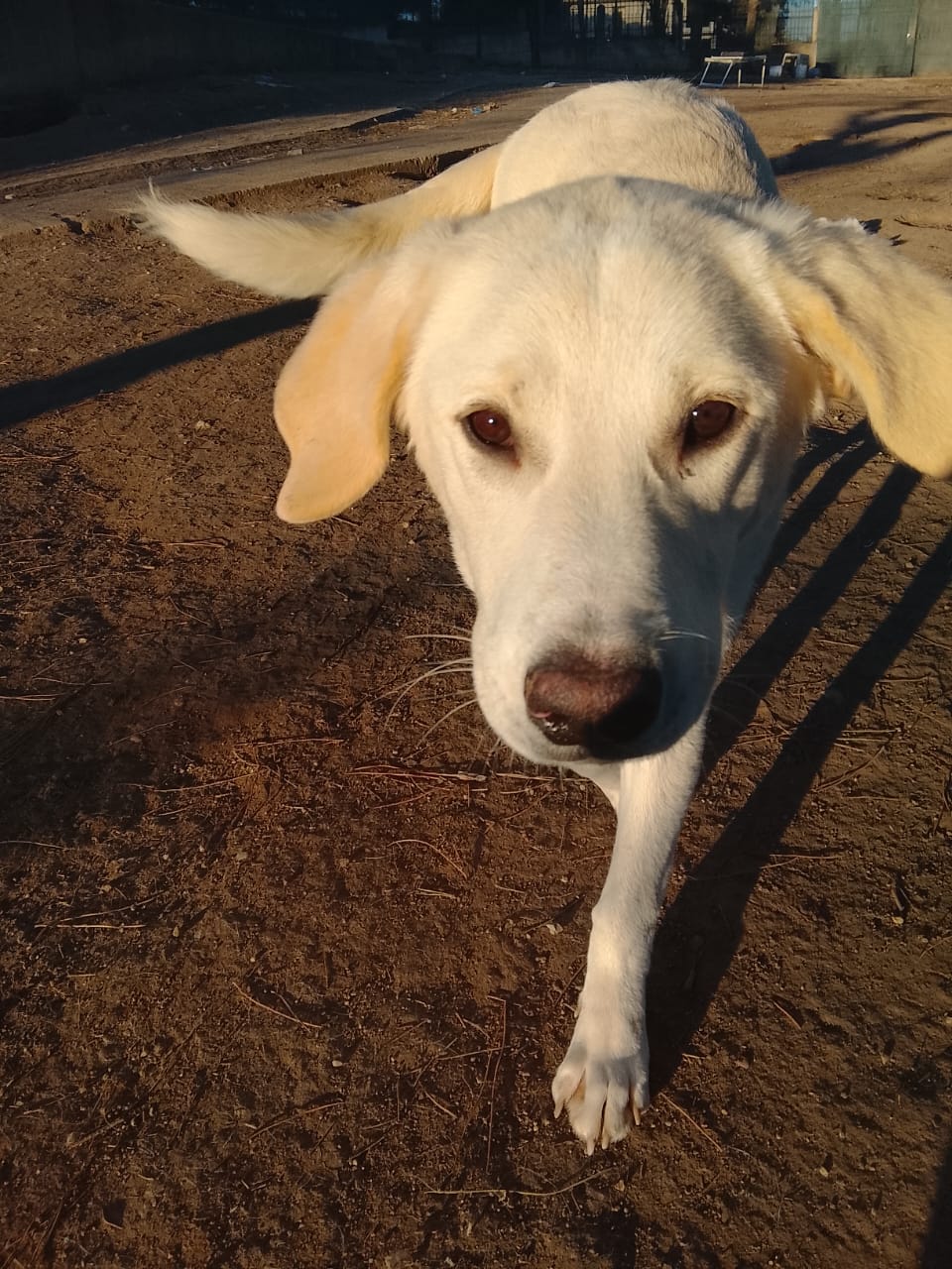 Zelia Zorro Dogsavior Jan26 2