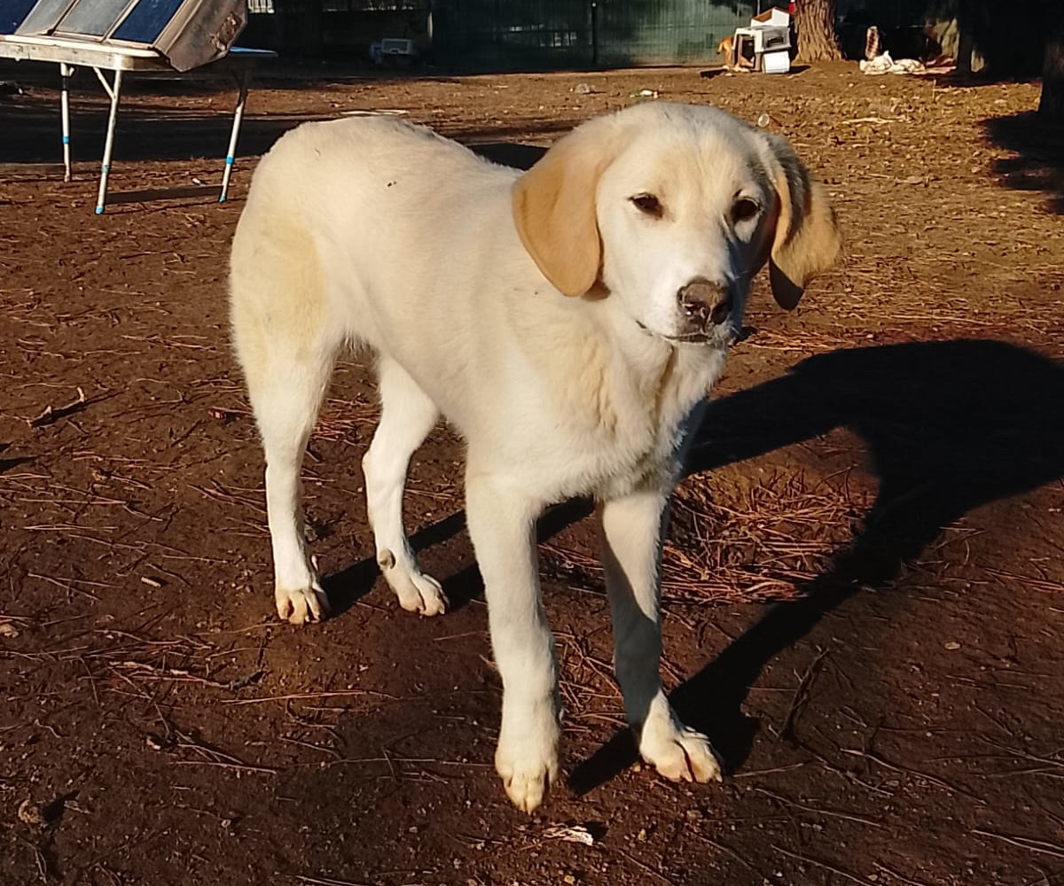 Zelia Zorro Dogsavior Jan26 3