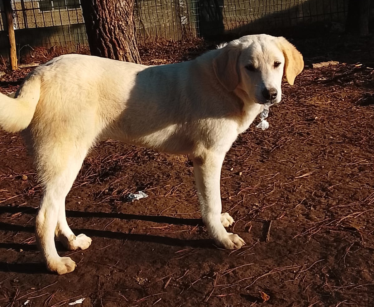 Zelia Zorro Dogsavior Jan26 4