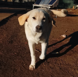 Zelia Zorro Dogsavior Jan26 5